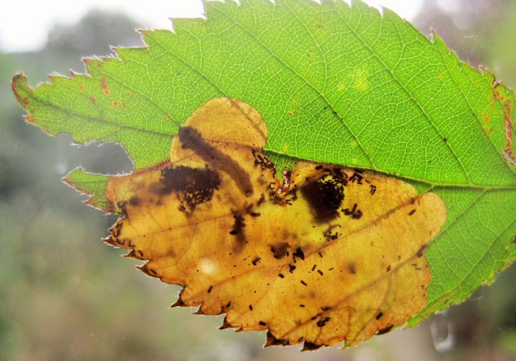 larva in mine