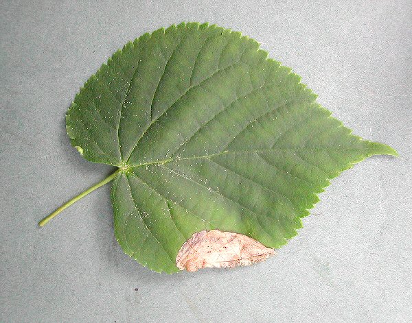 a blotch mine at the leaf edge