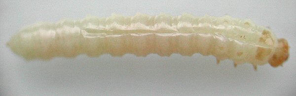 dorsal