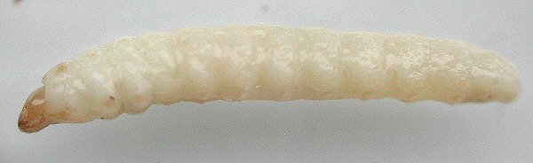 lateral