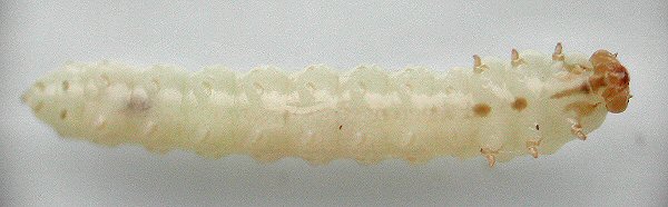 ventral