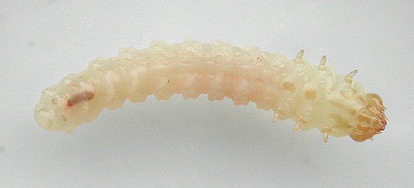 the larva is parasitised
