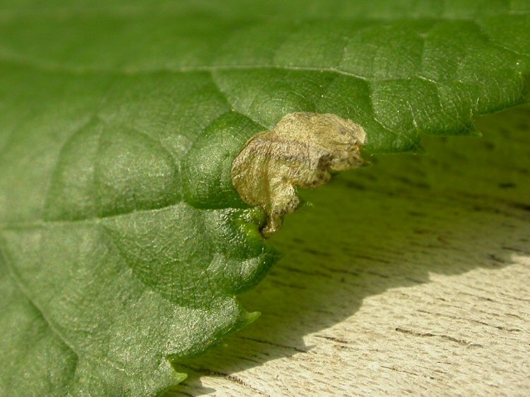 forms blotch mines at the leaf edge