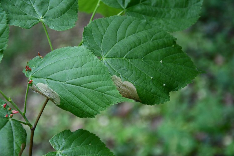 blotch mines at the leaf edge