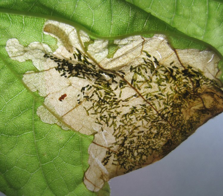 larva in mine
