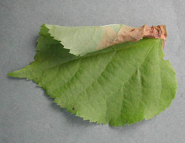 the leaf rolls over