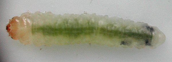 dorsal view
