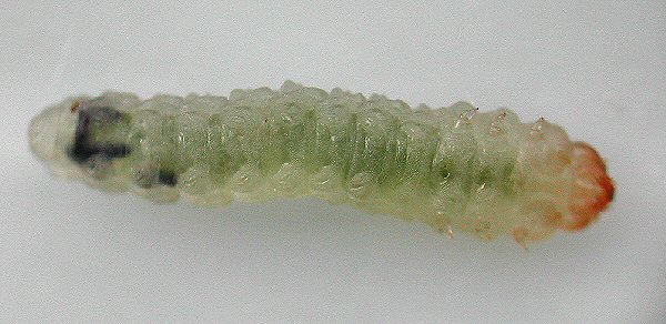 ventral view