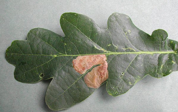 the mine can appear as a brown blotch as it ages