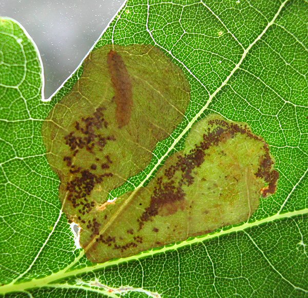 the larva is pale in colour