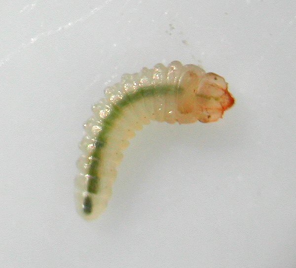 dorsal view