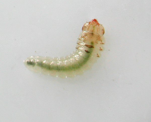 ventral view