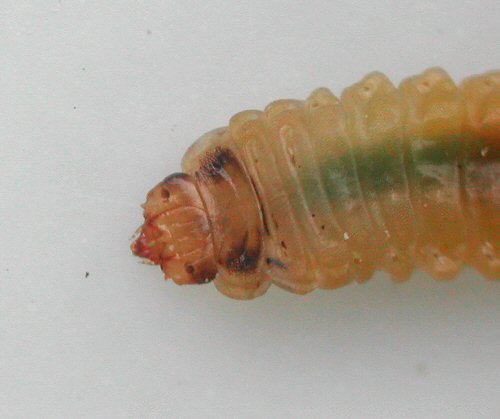dorsal view