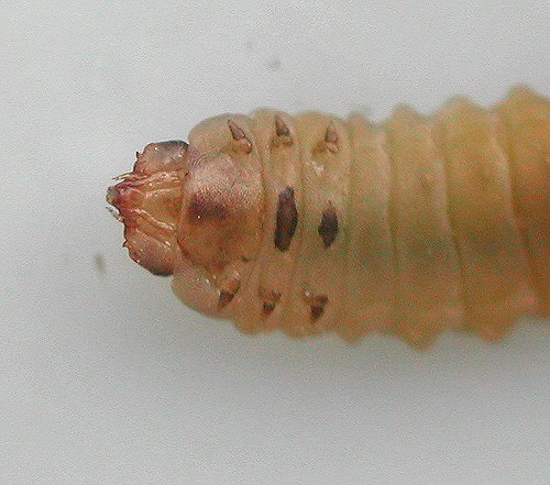 ventral view
