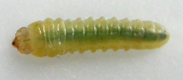 dorsal view