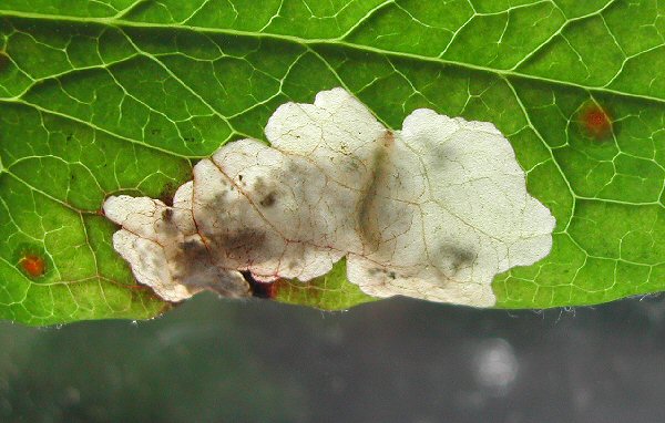 the larva has a pale brown head