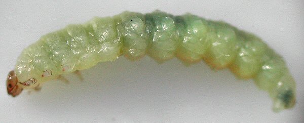 lateral view