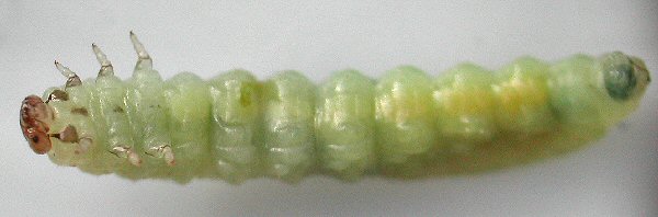 ventral view