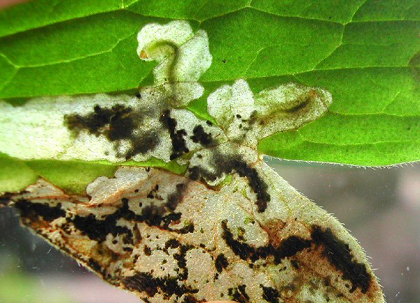 the larva have a pale brown head