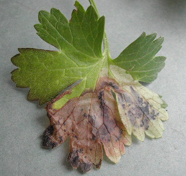 a large blotch mine is formed