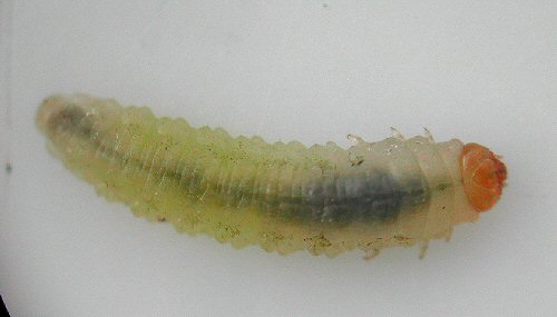 dorsal view
