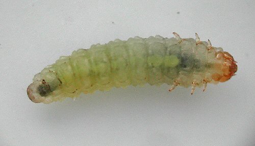 ventral view