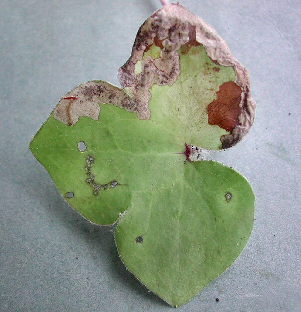 the larva feeds dorsal side up