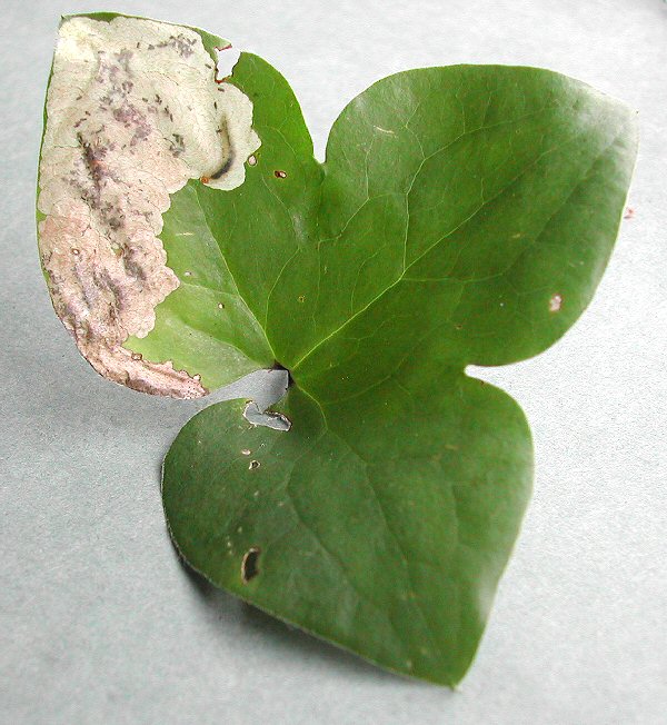 blotch mines are formed at the leaf edge