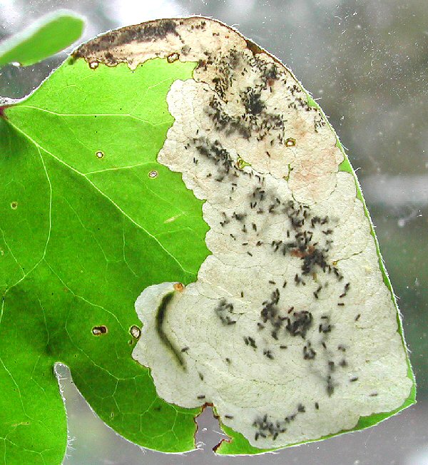 the larva feeds dorsal side uppermost