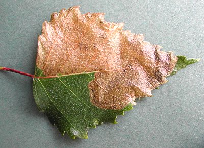 the mine can occupy a large part of a leaf