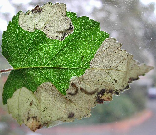 several larvae can occupy a leaf