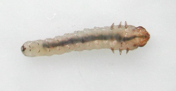 ventral view