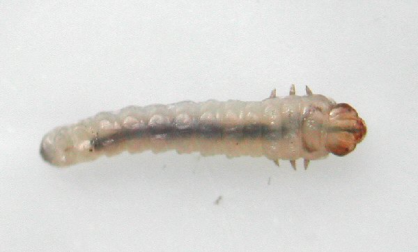 dorsal view