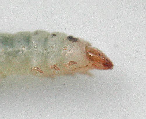lateral view