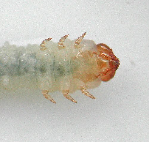 ventral view
