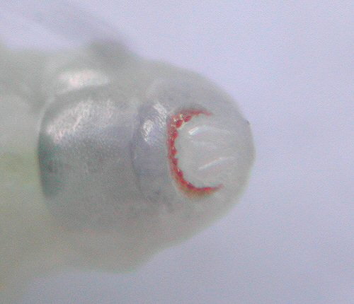 the anal ring has many denticulations