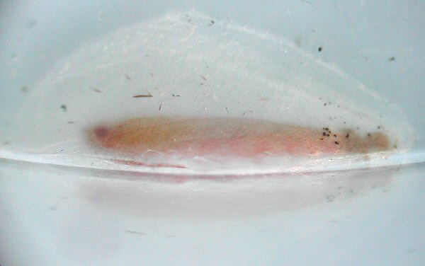 the larva leaves the leaf to form a cocoon