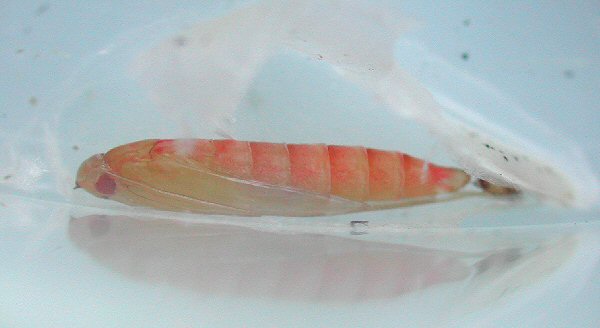 the pupa is an orange colour when first formed