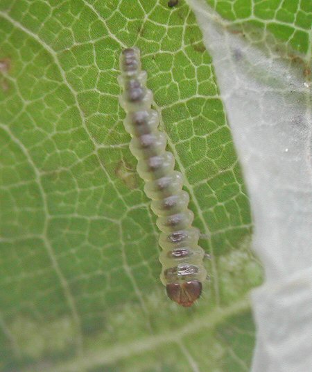 the dorsal surface has a row of greyish spots