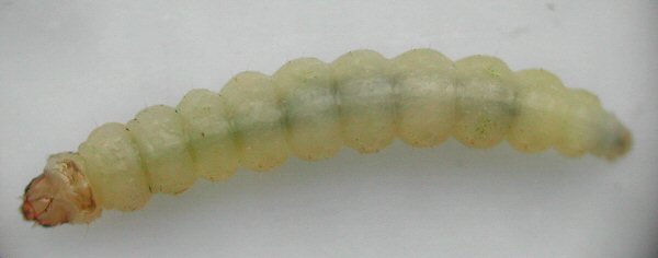 the larva is pale with a light brown head and prothoracic plate