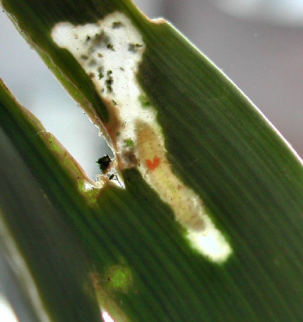 larva