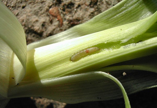 the larvae bore into the inner leaves