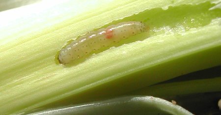 larva