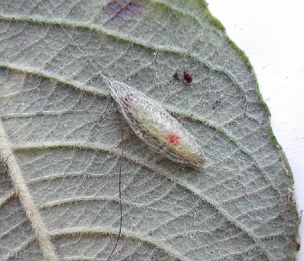 cocoon