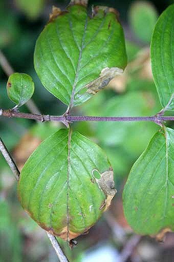 this mine is on Cornus mas