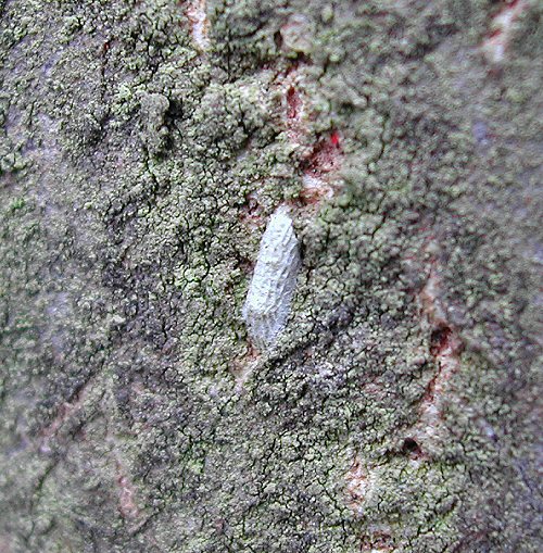 pupal cocoon