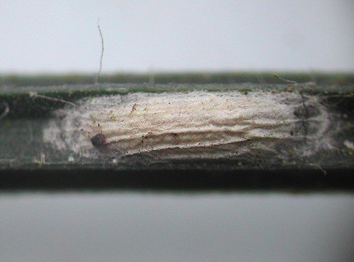 the cocoon is striped