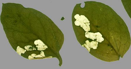 clear areas with hanging frass are formed
