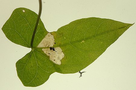 clear areas with hanging frass are formed
