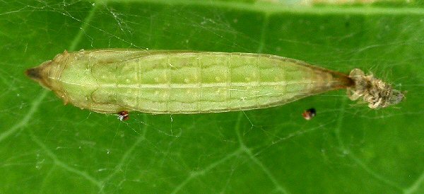 newly formed pupa
